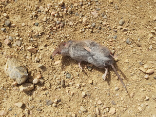 Piccolo roditore morto