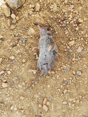 Piccolo roditore morto