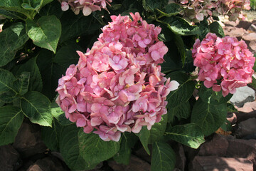 pink hydrangea flowers