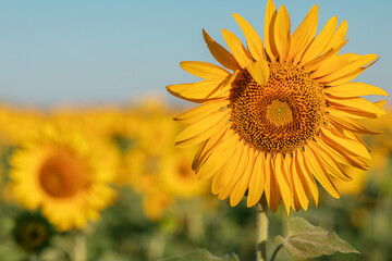 Fototapeta premium Natural background, a blooming sunflower, on a clear sunny day, close-up against the blue sky. selective focus. the concept of harvesting