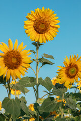 Natural background, a blooming sunflower, on a clear sunny day, close-up against the blue sky. selective focus. the concept of harvesting