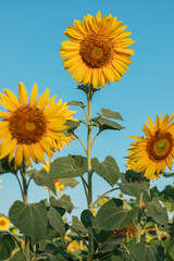 Natural background, a blooming sunflower, on a clear sunny day, close-up against the blue sky. selective focus. the concept of harvesting