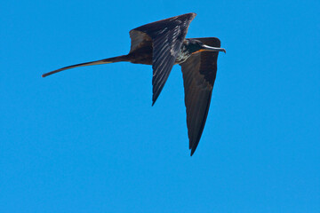 Fragata Magnífica, Magnificent Frigatebird (Fregata magnificens), con fondo limpio de cielo azul