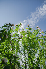Fototapeta na wymiar white clouds and blue sky rose bush tree plant