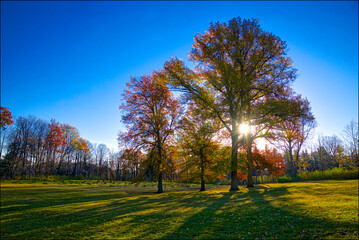 Sunrise with autumn leaf colour and lens flare