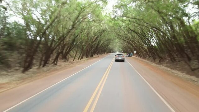 T&uacute;nel de arboles en Paraguay, cuidad de Santa Rita