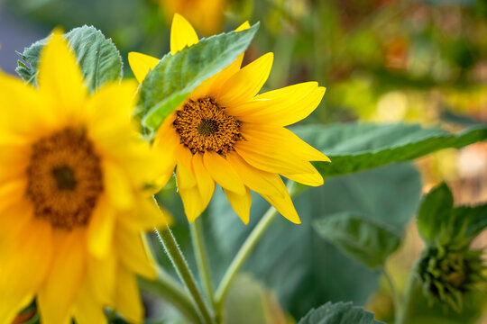 Sunflower, yellow sunny flower, closeup, beautiful sunshine bokeh, summer vibes