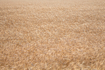 Fototapeta premium Amber Waves of Grain