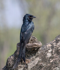 Black drongo.black drongo is a small Asian passerine bird of the drongo family Dicruridae.