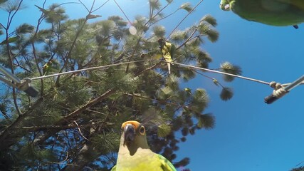 Bottom up view of green parakeets on the tree branches and some parakeets eating sunflower seeds.