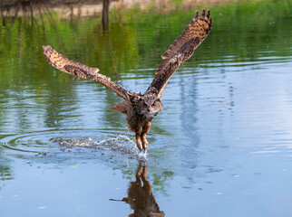 owl
