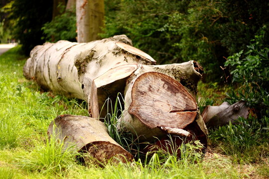 Gef&auml;llter Baum, der wie eine kriechende Raupe wirkt