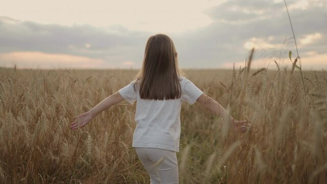 Slow motion, the camera follows a little girl of 4-5 years old running in a field of grain golden spikelets at sunset happy and free. Happy childhood. hair develops in the sunlight