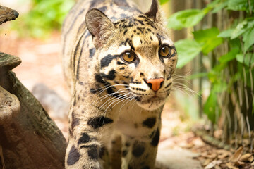 Clouded Leopard closeup in zoo setting in Nashville Tennessee.
