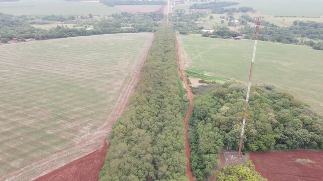 T&uacute;nel de arboles en Paraguay, cuidad de Santa Rita