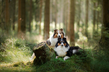two sheltie dog in the forest. Pet on the nature. tracking. Dawn, fairytale light
