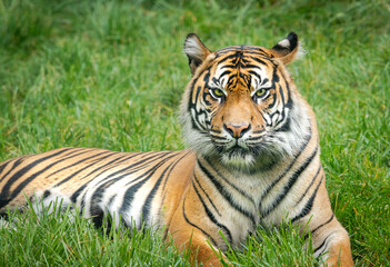 Naklejka na ściany i meble Male Sumatran Tiger as zoo specimen in Nashville Tennessee.