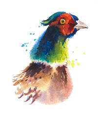 watercolor sketch of a pheasant  head isolated on white - obrazy, fototapety, plakaty