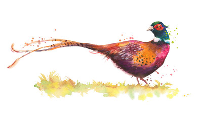 watercolor sketch of a pheasant bird isolated on white - obrazy, fototapety, plakaty