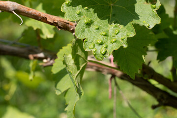 A grape leaf damaged by a spider mite on a blurred green background. Vineyard diseases