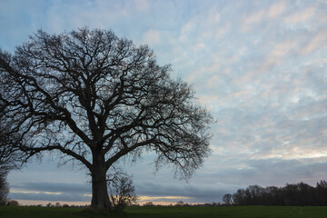 leafless tree with mystic branches