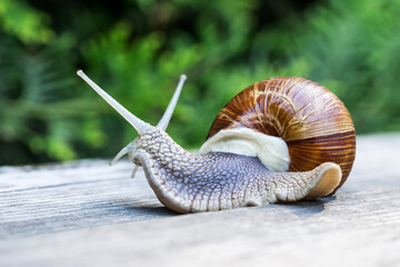 Garden snail on the green foliage background. Selective focus.
