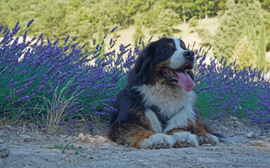 Cute Bernese Mountain Dog in the lavender field 