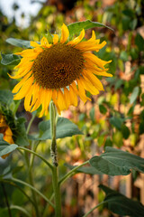 Obraz premium Sunflower, yellow sunny flower, closeup, beautiful sunshine bokeh, summer vibes