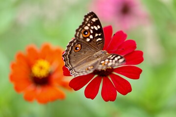 Close up on butterfly 