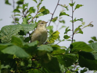 willow warbler (Phylloscopus trochilus)