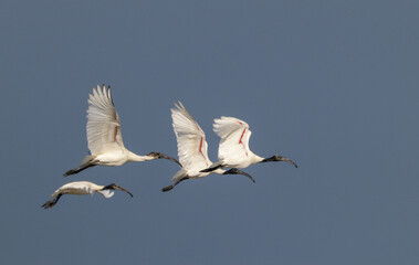 Group Of Black Headed Ibis Birds Flying In The Sky.
