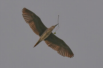 Black-crowned night heron