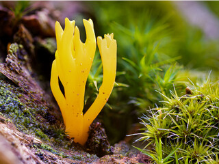 Ziegenbart (calocera viscosa) im Wald