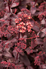 natural background of delicate flowers of the plant ochitok purple