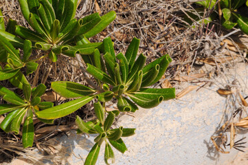 Succulent plant - carpobrotus growing in the wild in Spain