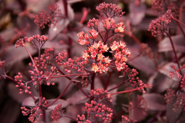 natural background of delicate flowers of the plant ochitok purple