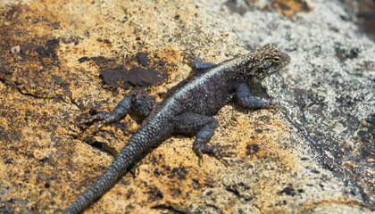 Closeup of a Rainbow Agama (Agama agama) sunbaking on rocks Lake Tana, Ethiopia