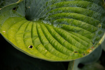natural background with textured leaves of the host plant
