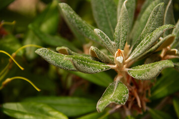 natural background with textured green leaves for a postcard