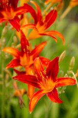 Fototapeta premium natural background garden flower plants daylily