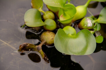 natural background of a water hyacinth plant in a pond
