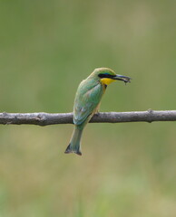 Closeup portrait of Little Bee-eater (Merops pusillus) hunting with fly in mouth Lake Tana, Gorgora, Ethiopia