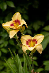 natural background garden flower plants daylily