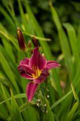 Obraz premium natural background garden flower plants daylily