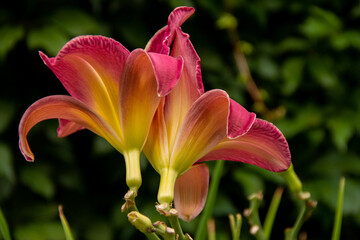 natural background garden flower plants daylily