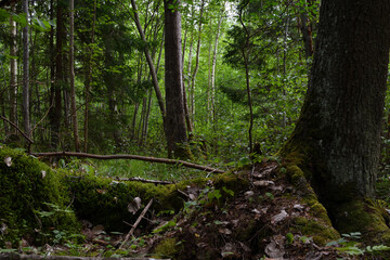 Thickets of mixed forest, in the foreground is the trunk of a tall perennial spruce, the mighty roots of which strive outward through the soil, and are overgrown with green moss. 