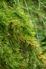 natural background with textured green leaves for a postcard