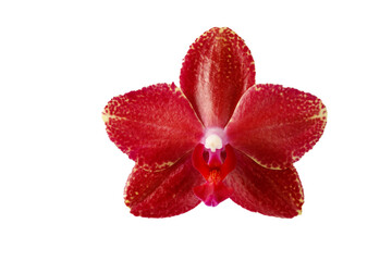 Rare single red orchid flower closeup isolated on white background © BarTa
