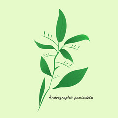 Andrographis paniculata herb illustration isolated background