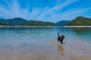 Playful dog Labrador retriever swimming in mountain lake